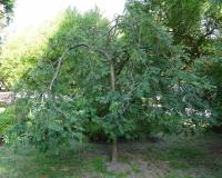 Рябина Пендула (Sorbus Pendula)